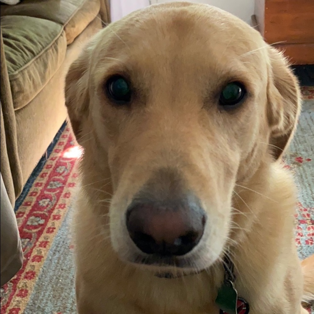 Meet your Posher, Penny